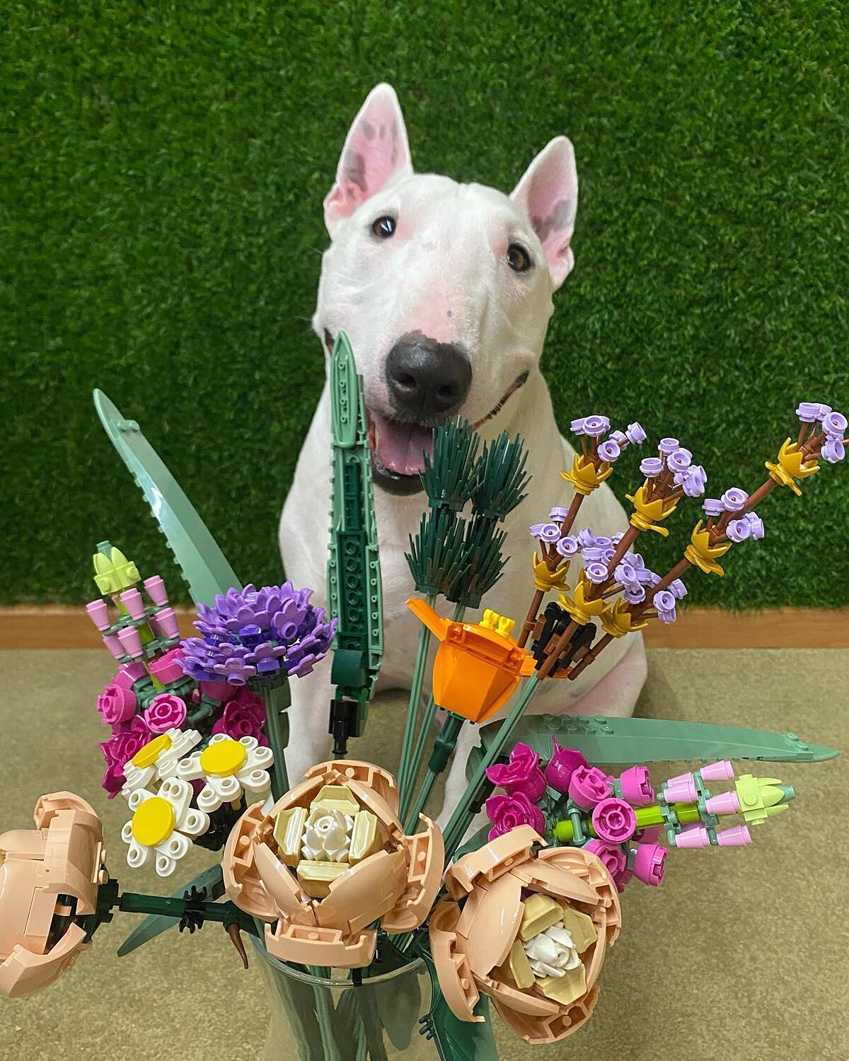 User generated image @sunshine_bullterrier