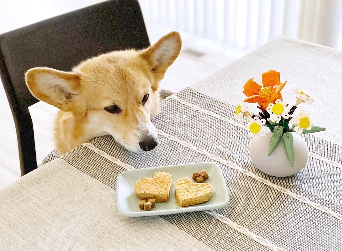 @chompersthecorgi