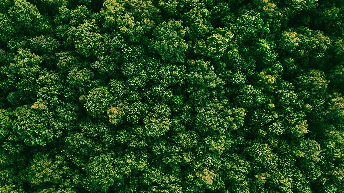 An aerial photo of green forest