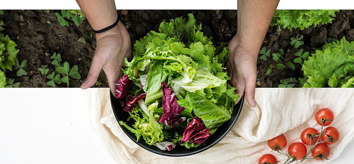 Hands holding a black bowl filled with assorted fresh lettuce, on a background of soil and vine tomatoes on fabric.