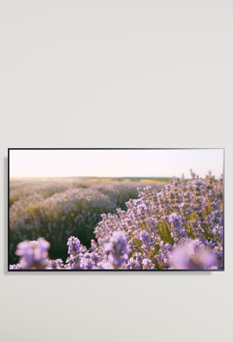 LG 32 720p LED HD Smart webOS TV