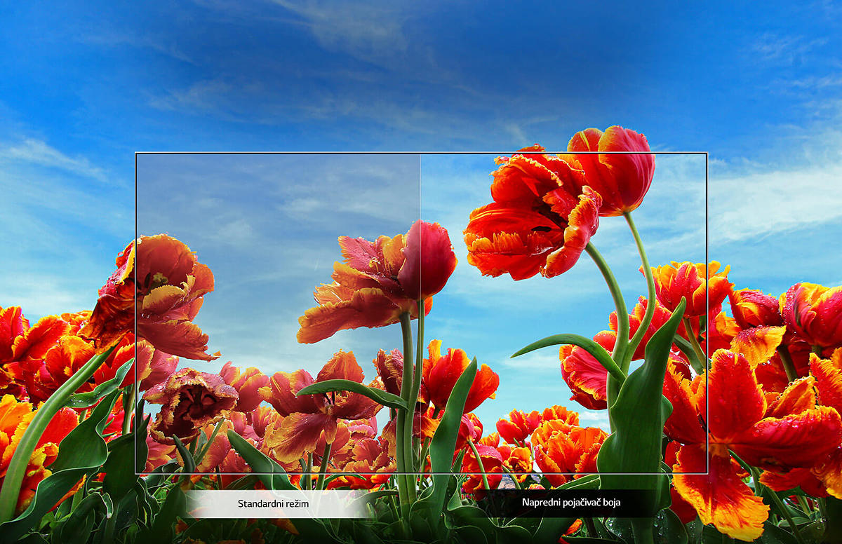 OLED TVs - Unmatched Color Realism