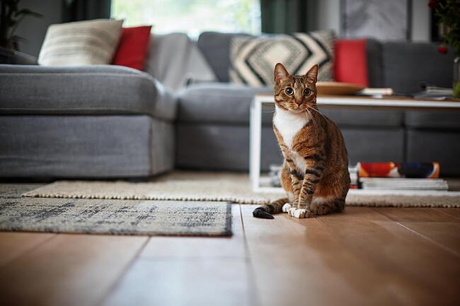 Gallery image 5 of 5