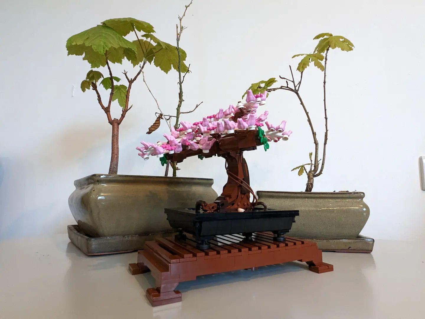 LEGO LEGO ICONS - 10281 Bonsai Baum | GALERIA