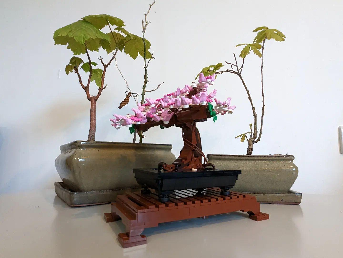 Bundle-Set: Lego Creator Expert Botanical Collection Set: 10280 blombukett  blombukett 10281 bonsai träd bonsai träd : : Trädgård