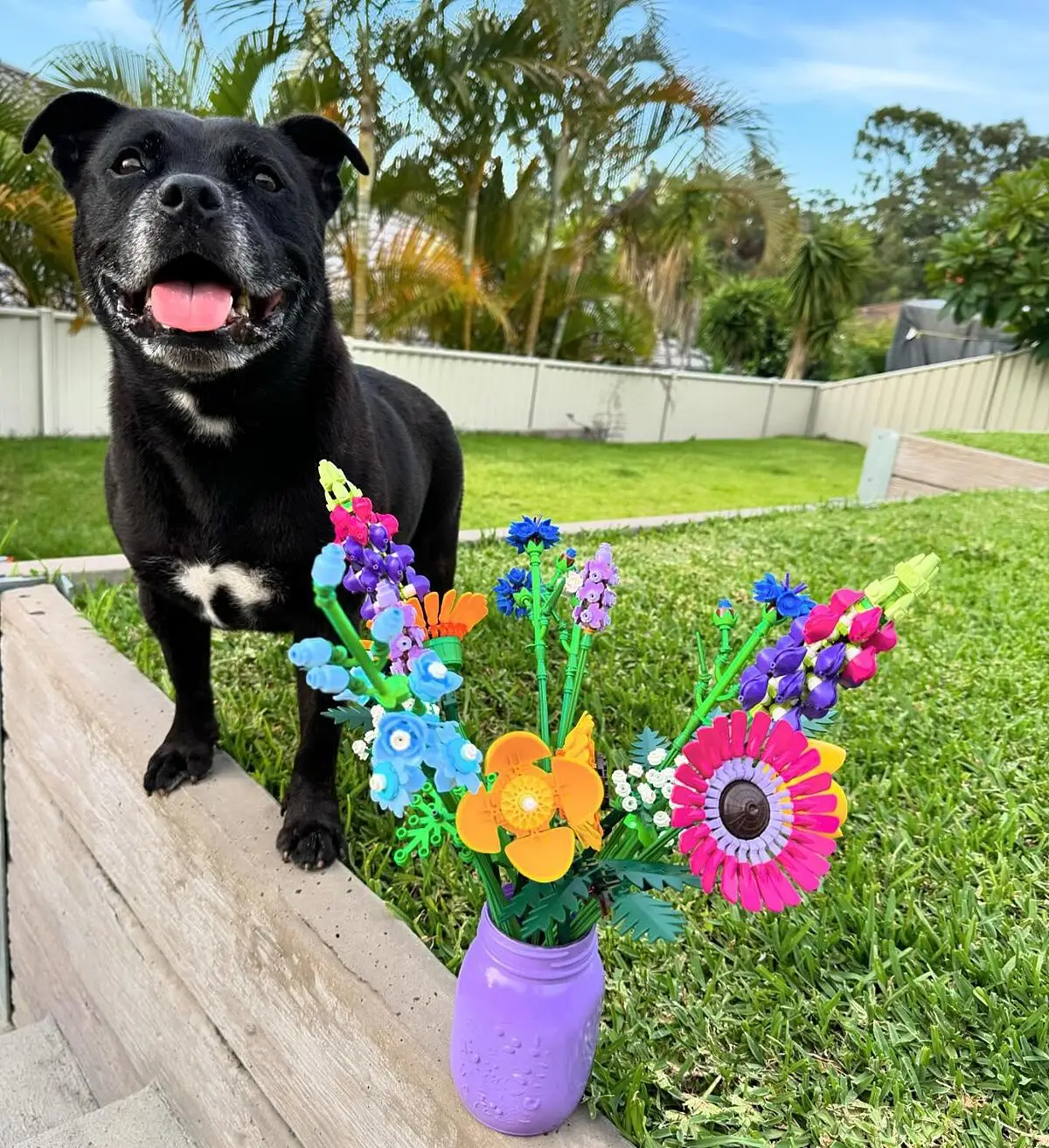tilly_englishstaffy