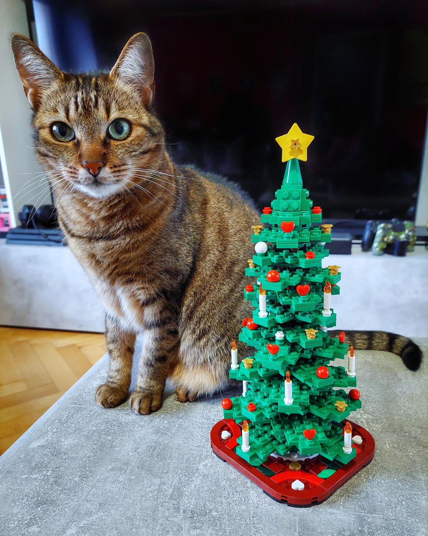 chelsea.czech.cat